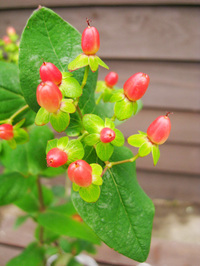 hypericum.jpg