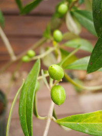 olive.jpg