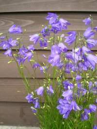 campanula.jpg