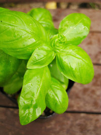 basilicum.jpg