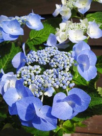hydrangea.jpg