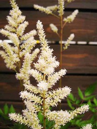 Astilbe.jpg