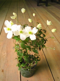 Clematis.jpg