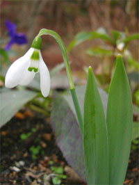 snowdrop.jpg